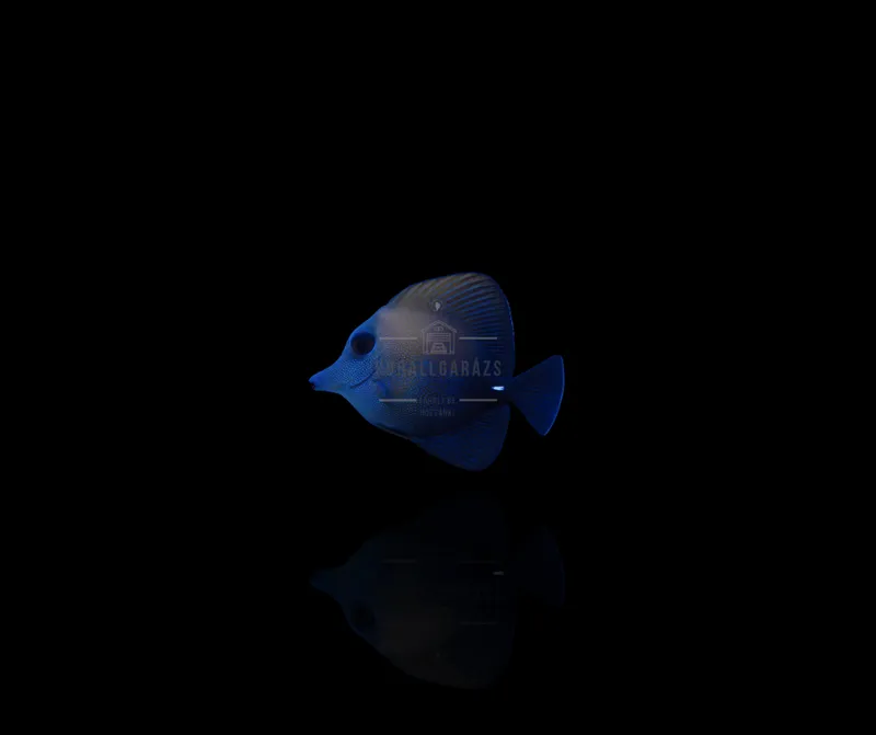 Zebrasoma Scopas